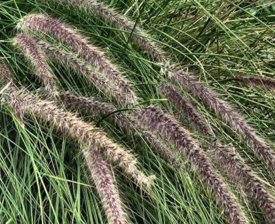 Pennisetum asperifolium - Zifnotsa Mechuspeset (Hebrew).JPG