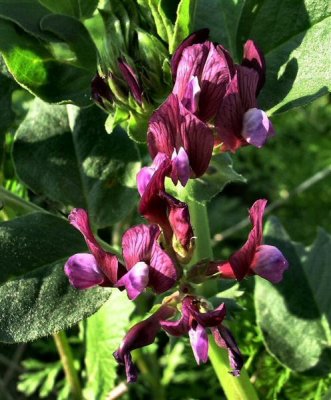 Vicia narbonensis - Purple Broad Bean - Bikya Tsorfatit (Hebrew).JPG