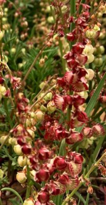 Blooming Umbilicus intermedius - Taburit Netuya (Hebrew) .JPG