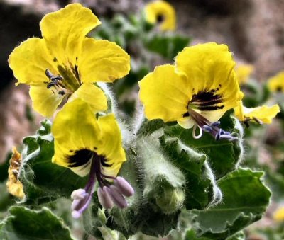 Hyoscyamu aureus - Golden Henbane- Shikaron Zahov (Hebrew) .JPG