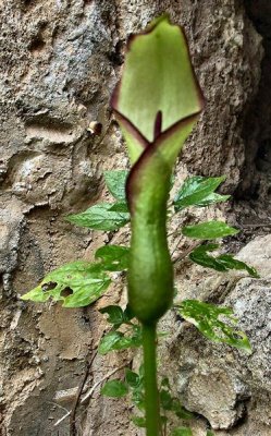 Arum hygrophilum - Green Arum - Loof Yarok (Hebrew).JPG