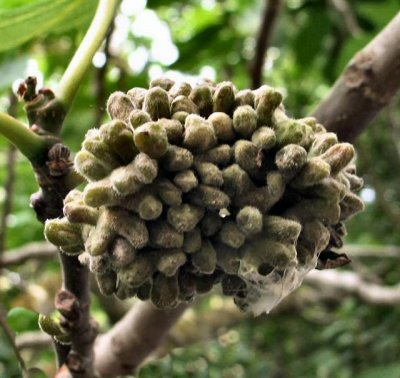 Ficus carica, inflorescence (Paga).-Tifrachat Ha'Te'ena (Hebrew).JPG