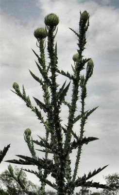 Onopordum cynarocephalum - Artichoke Cotton -thistle - Chochan Ha'kiners (Hebrew).JPG