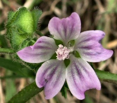 Malva nicaeensis - Mallow - Chelmit Metsuia (Hebrew).JPG