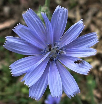 Cichorium endivia - Olesh Matsui (Hebrew).JPG