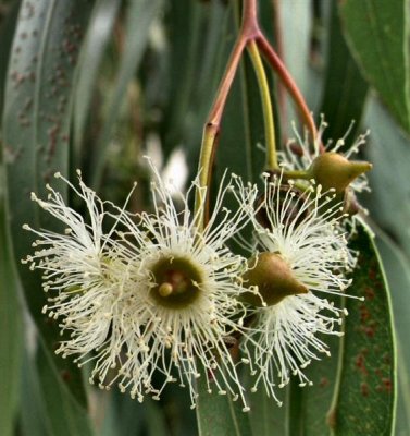 Eucalyptus camaldulensis -River-Red-gum -Eucalyptus Ha'Makor (Hebrew).JPG