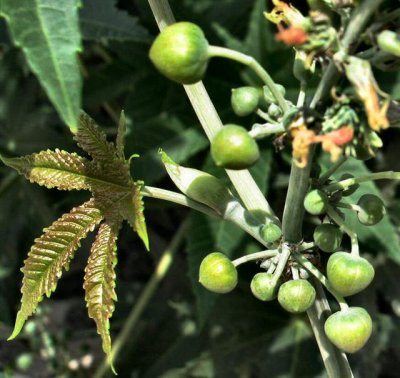 Ricinus communis (fruits) - Castor-Oil Plant- Kikayon Matsui (Hebrew) .JPG