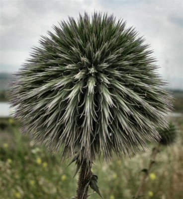 Echinops adenocaulos - Common Globe-thistle - Kipodan Matsui (Hebrew).JPG