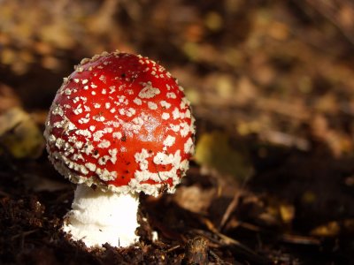 Red Toad stool