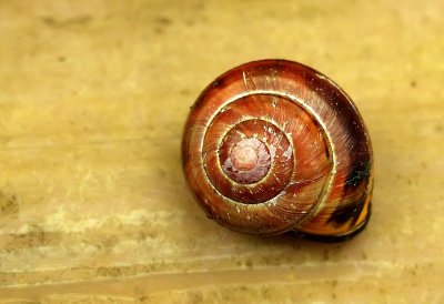 Red Brown Snail