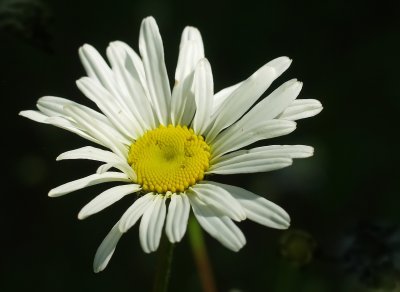 Daisey  Flower