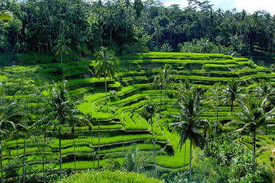 Rice Fields In Bali