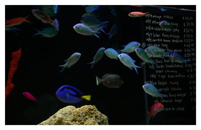 LFS Fish Tank