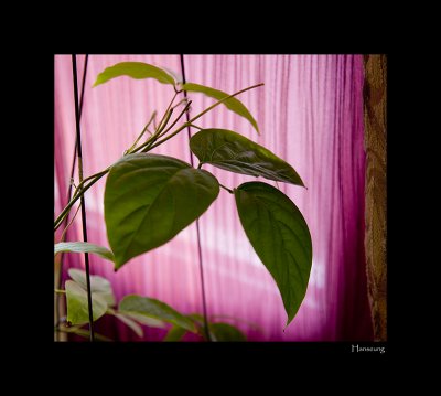 Green Leaves With Pink Background