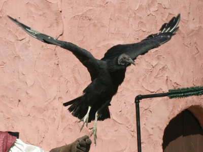 black vulture1985.jpg