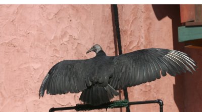black vulture 1996.jpg