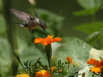 hummingbird 2520.jpg