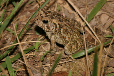 toad 2688.jpg