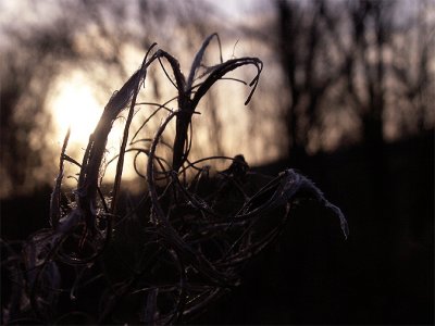 winter sun14-01-2007