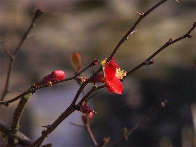 bochum - botanical garden