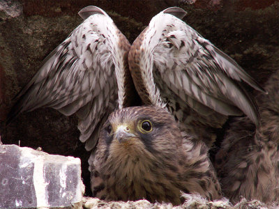 young hawks