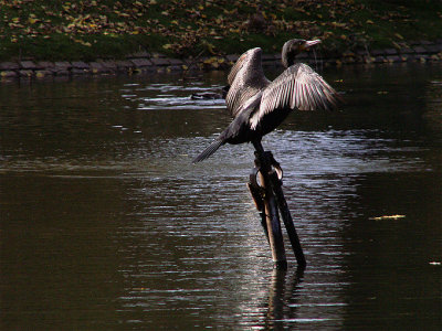 in the autumn light<br>06-10-2007