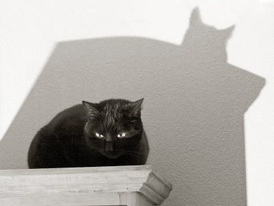 Shadow cat