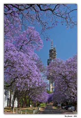 Jacaranda Tower