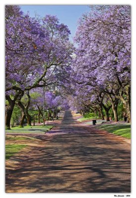 Jacaranda Infinity