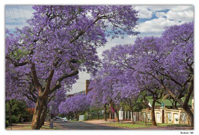 Jacaranda Corner