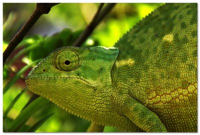 Chameleon