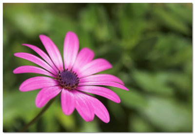 Flowers, Plants, Trees...