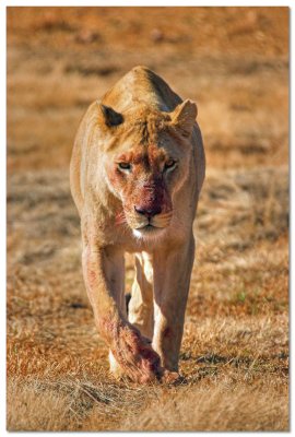 Stalking Lioness 1
