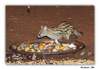 Large-Spotted Genet