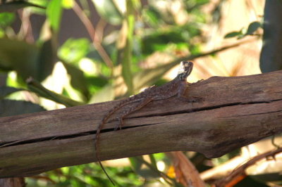 Lizard or Condo in the local Krio Language