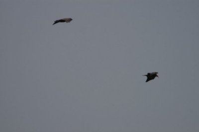 Vultures I think!