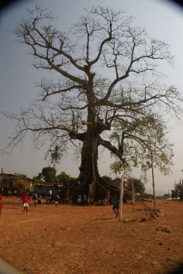 Western Cotton Tree on playing field Wilberforce.