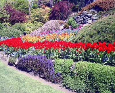 red slash of tulips small.jpg