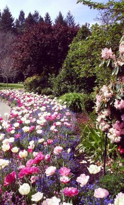 tulips and rhodie small.jpg