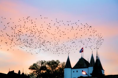 Starlings at sunset