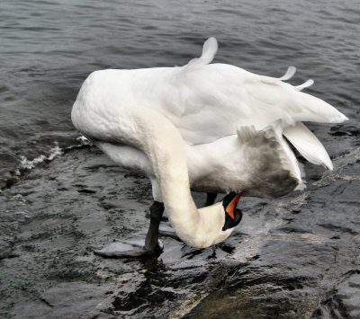 Swans 6