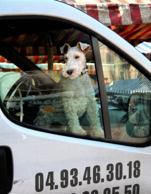 The market guardian