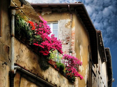 There were pink flowers growing on the old terrace...