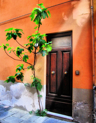 The brave fig tree