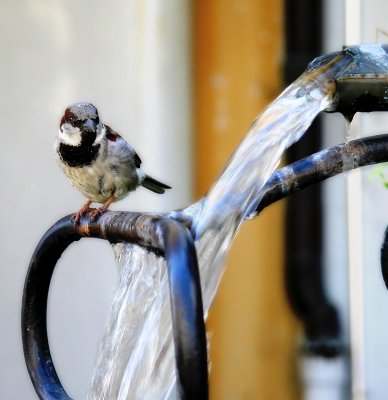 Sparrow in the Shower 3