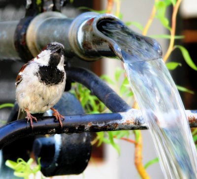 Sparrow in the Shower 2