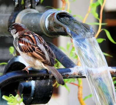 Sparrow in the Shower 1