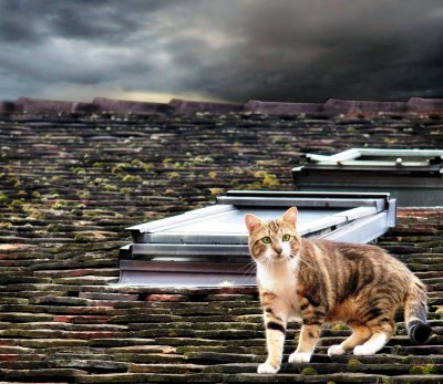 This is not  a Cat on a Hot Tin Roof