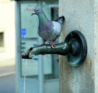  Thirsty Pigeon 3