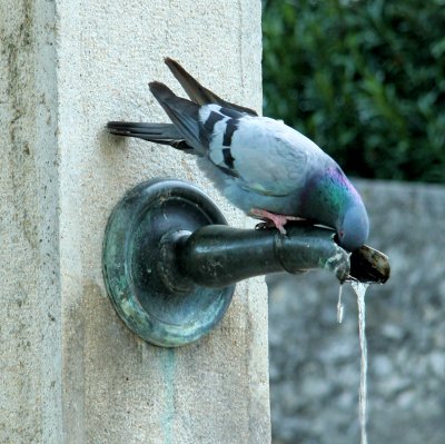  Thirsty Pigeon 2